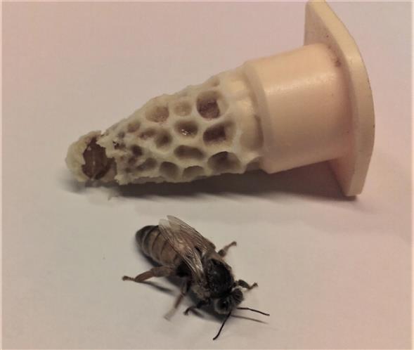 UNMATED QUEEN BEES